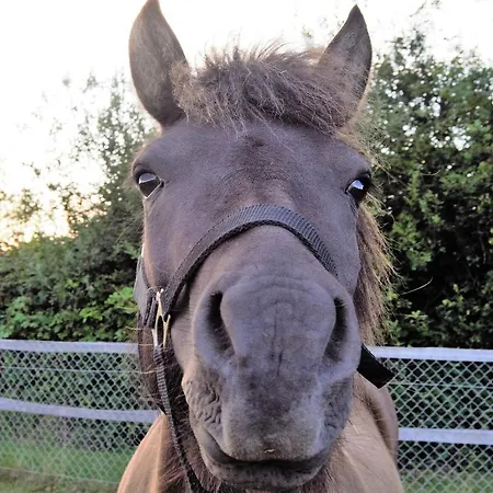 营地 鲱鱼露营地 *